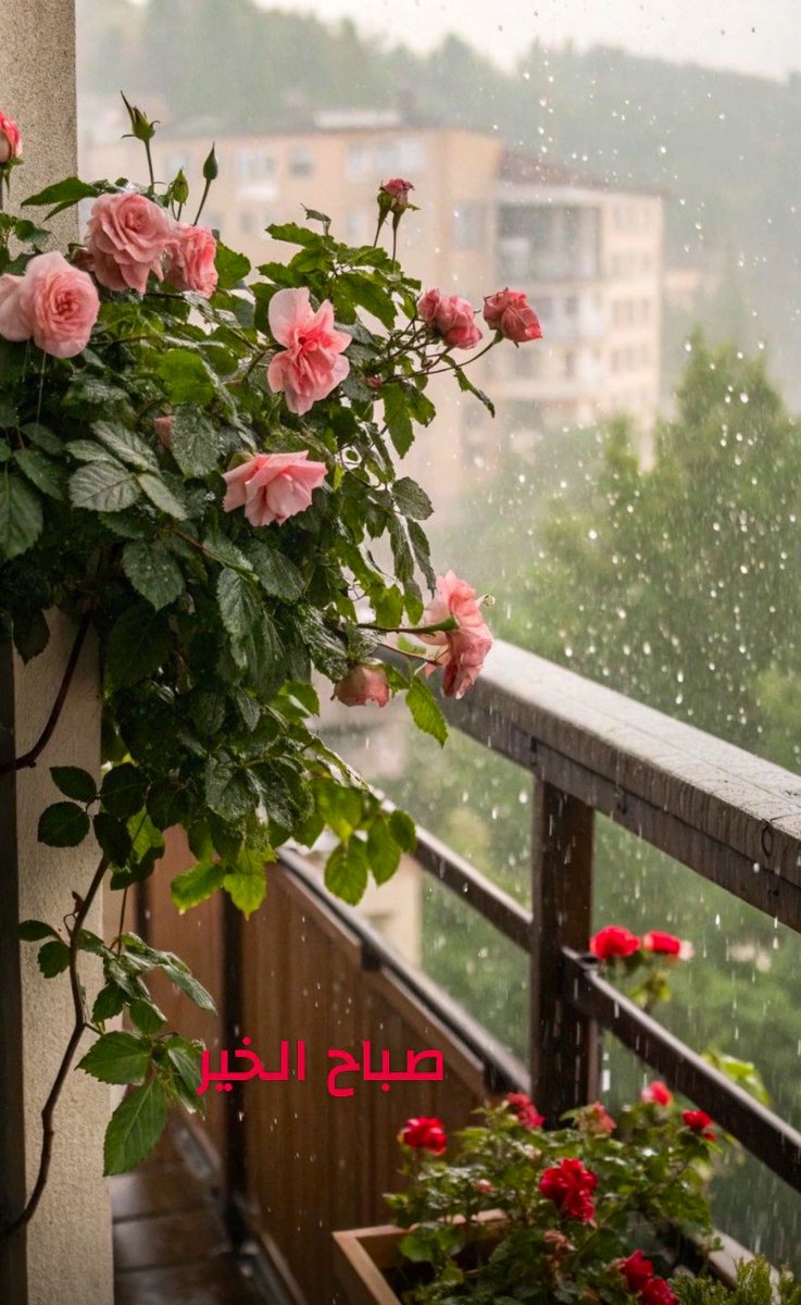 رابِـــــيـة tweet media