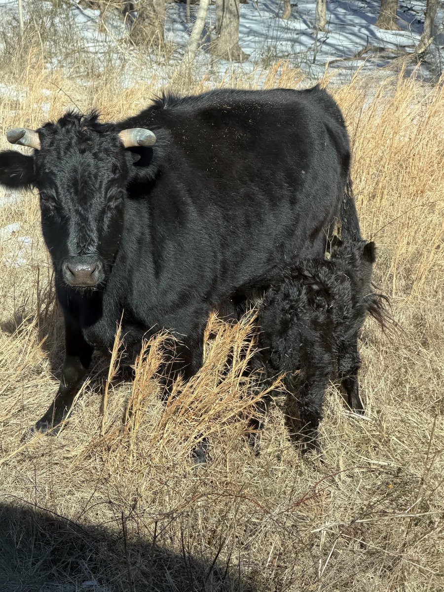 GrayFeist's tweet photo. Howdy! New calf for the @sink_farm crew.
https://t.co/pB89jEGMHp
#KitchenSinkFarm #InverterCattle https://t.co/8DOwlAU9VA