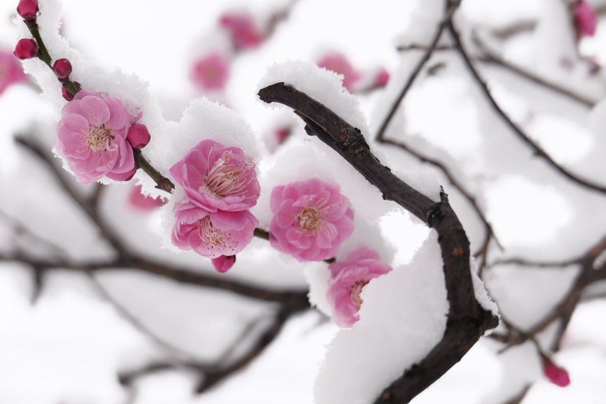 Ryo Asakura (@seventhgraphics) / Posts / X