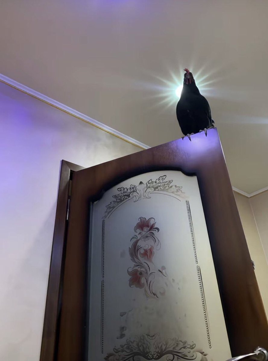 Out of Context Birds (@contextbirds) on Twitter photo 