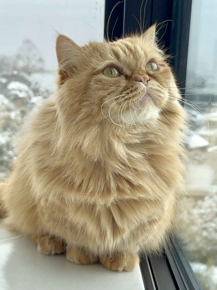 うなねこです。 tweet media