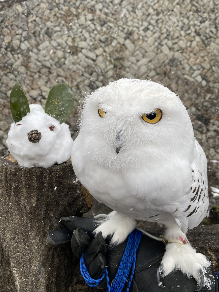 わったん (@wattan0214) on Twitter photo 