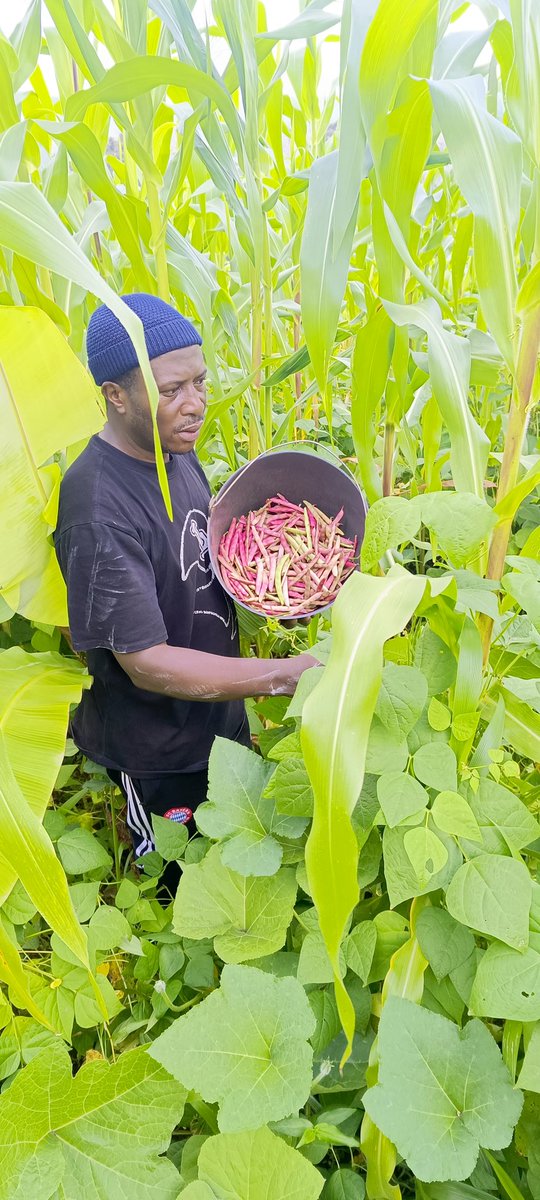 AbiluTangwa's tweet image. Did you know? Legumes (pulses like beans, peas, lentils) are natural fertilizer factories! 🌱 They fix nitrogen from the air into the soil, cutting the need for synthetic fertilizers and boosting soil health. #NitrogenFixation #SustainableAg #SDG2