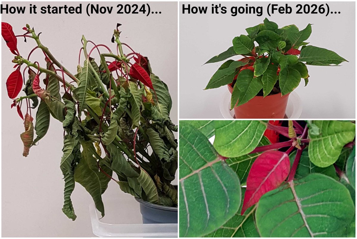 AngusAlchemist tweet media