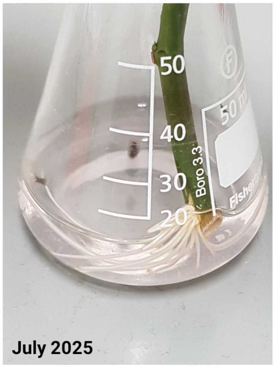 AngusAlchemist tweet media