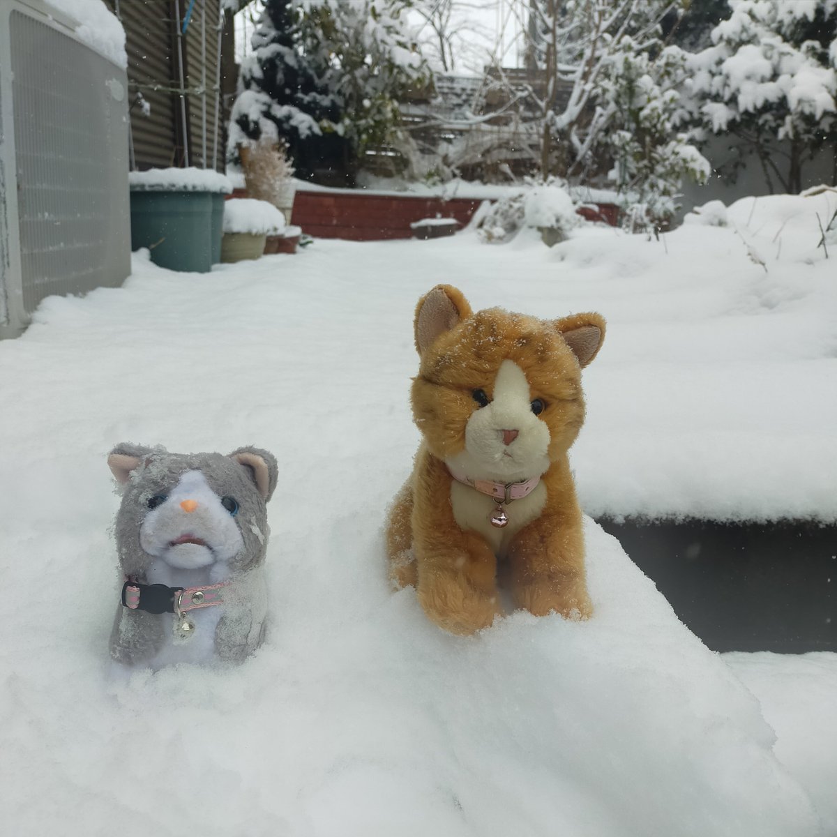 mini88888mini's tweet photo. 埼玉も雪にゃん🌨️⛄️❄
←茶トラちゃんの作品😺✨
　　　→チビちゃんの作品🐱💩？ https://t.co/rFkZJMi6sv