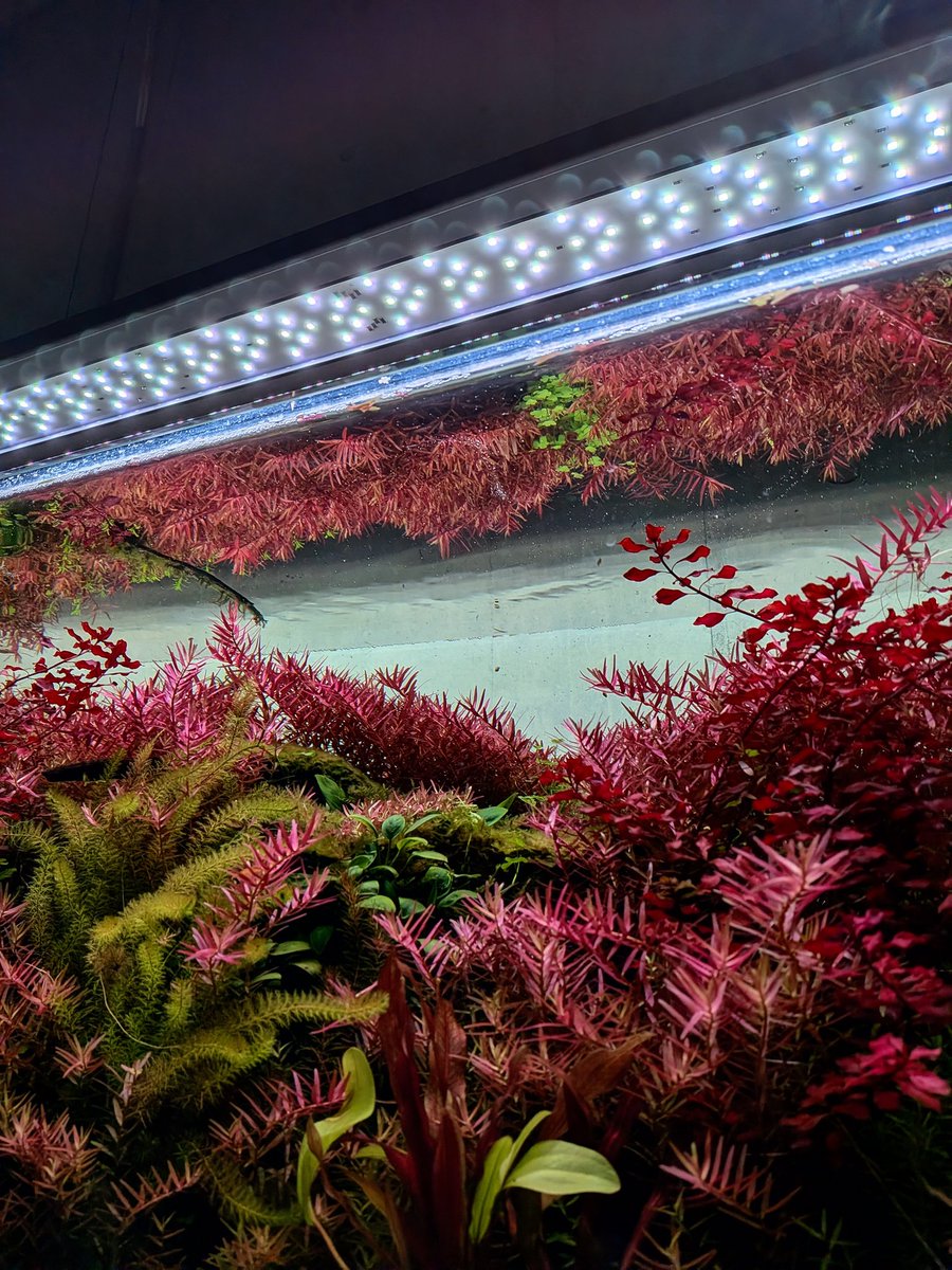 本日の水草ストック水槽の様子、LEDライトは2年ほど前に購入した