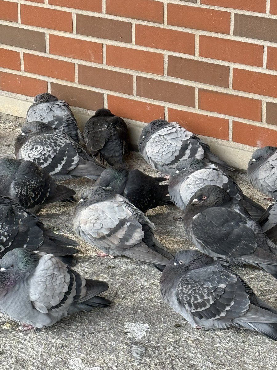 Are the pigeons going to be okay though?