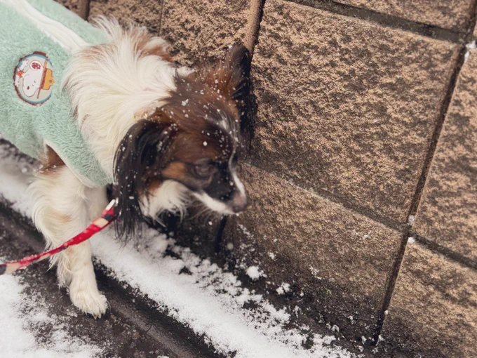テトさん 雪慣れ少し進んだけど 雪の上は避ける