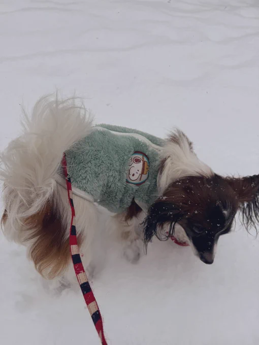 テトさん 雪慣れ少し進んだけど 雪の上は避ける