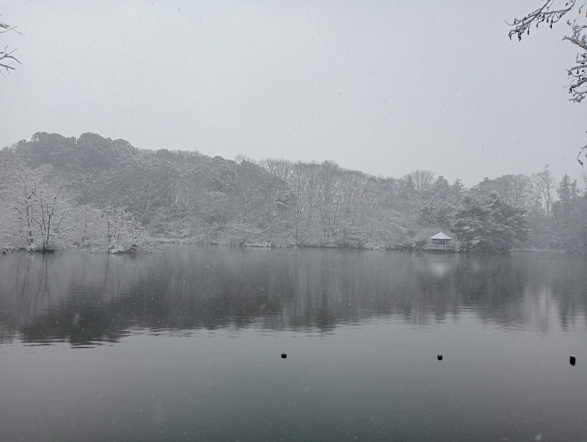 もっと降ってくれなければ、雪ダルマが作れません。