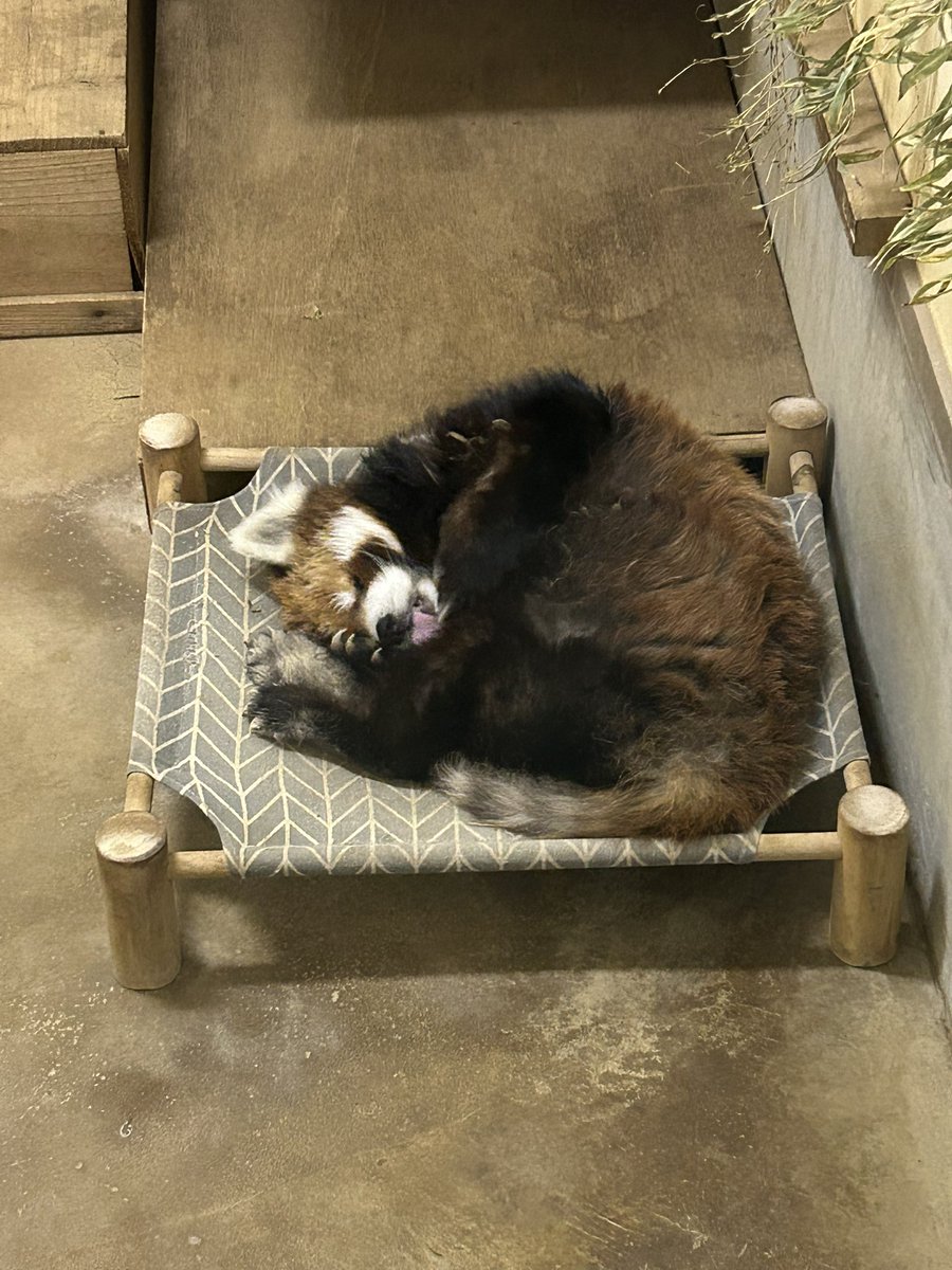 ChibaZoo's tweet photo. 本日は降雪、気温低下のため、レッサーパンダの風太の展示をお休みします。その他のレッサーパンダも早めに収容される場合があります。ご了承下さい。（飼2）
#千葉市動物公園
#レッサーパンダ https://t.co/c1wHrQ1OHC