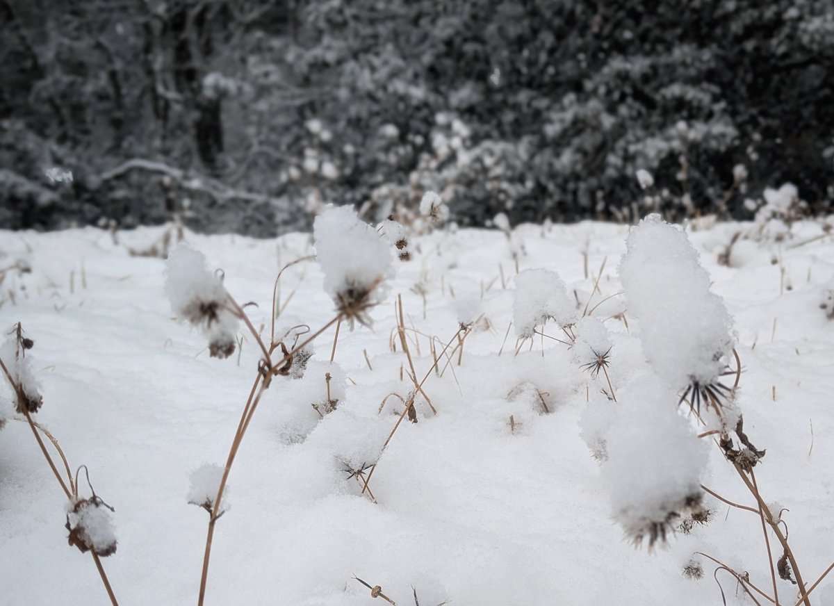 さむ。雪景色も好きだし、雪が音を吸ってしんって静かになる感じも好き。