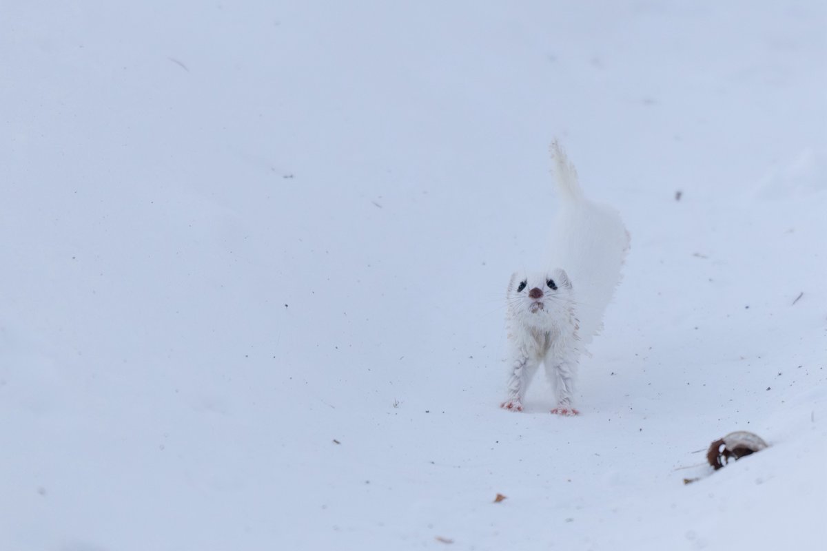 こーちゃ tweet media