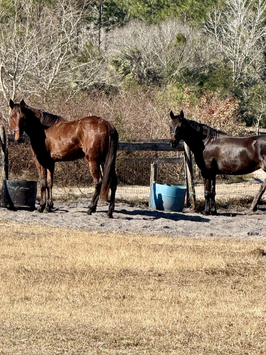 dolbyl's tweet image. “Life is short. Take the scenic route." — Unknown
D Ranch in Osteen, FL. #optoutside #getoutside #lovefl #nature #naturephotography #hikefl