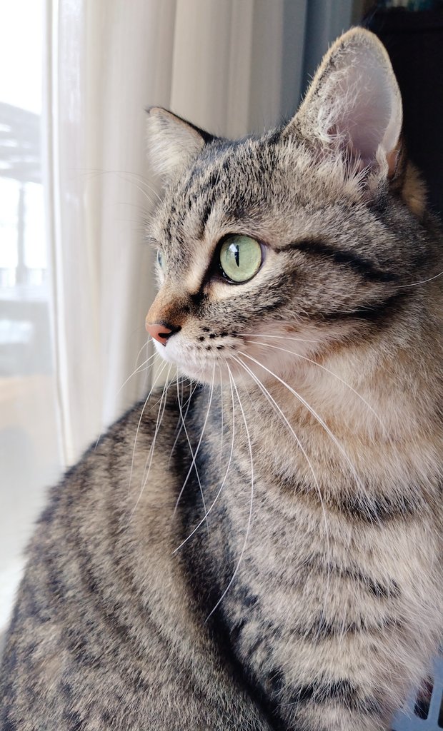 河バターチキンカレー(・ⅹ・） (@19971120Suki) / Posts / X