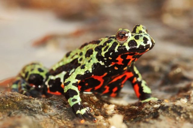 무당개구리야머야...