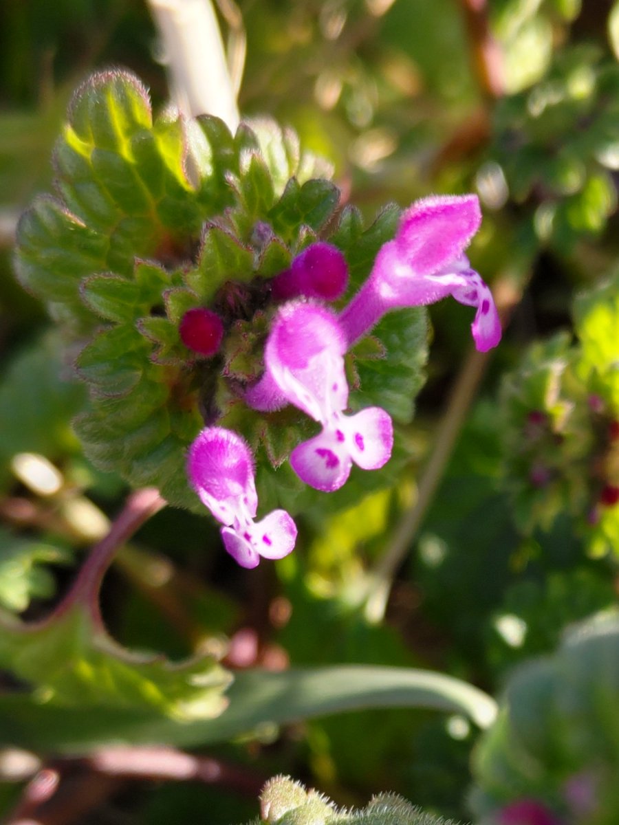 corocoore's tweet image. おはようございます❁.*･ﾟ

 2月8日誕生花
 #ホトケノザ 

︎✿花言葉︎✿
   調和  輝く心  小さな幸せ