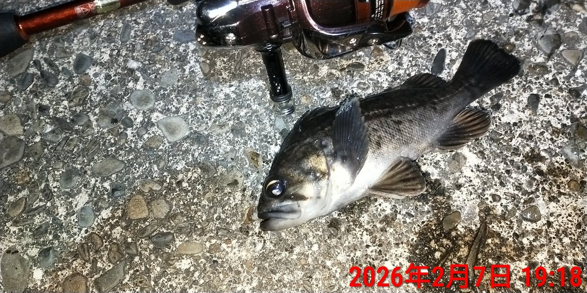 Angler-Y with 釣り垢猫部 tweet media