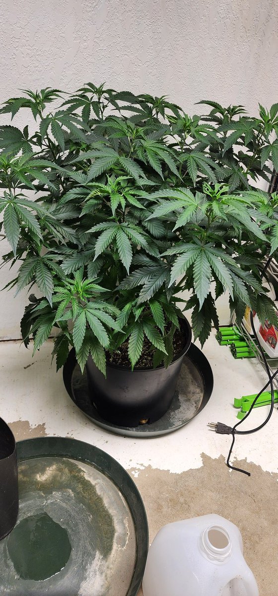 Strawberry Stuffed French Toast and Sunset Sherbet x Pirates Milk.