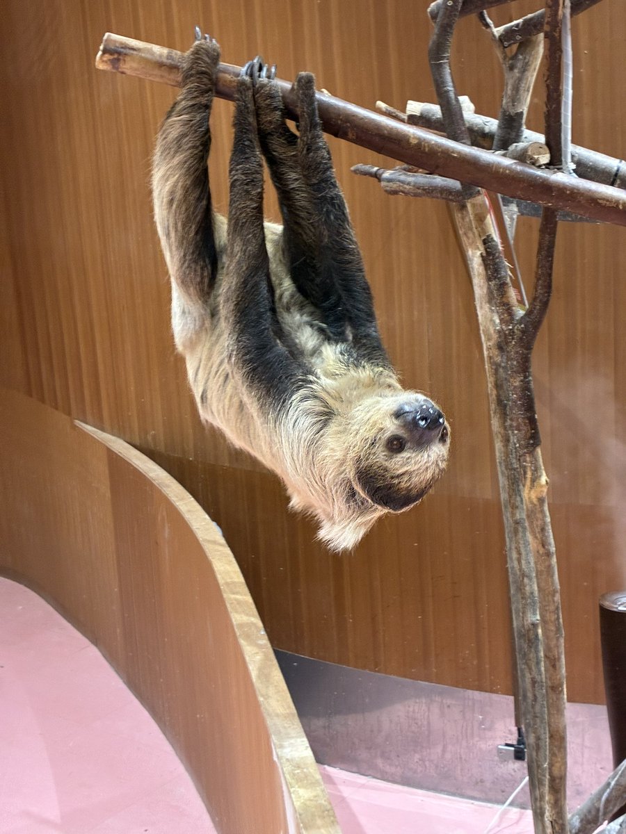 ナマケモノっていいよなぁ🦥