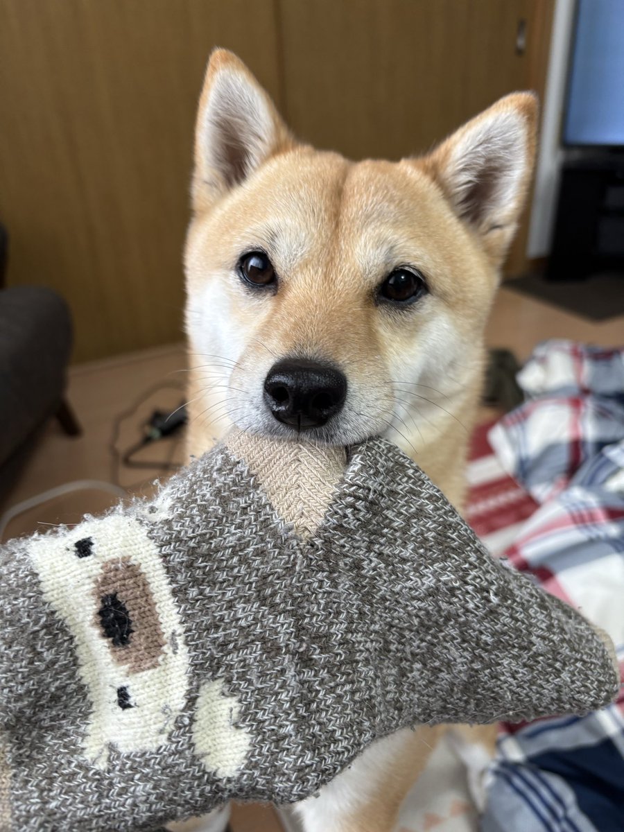 mame48en's tweet photo. おはようございます☀🐕
ママの靴下持ってきたよ！

#柴犬
#柴犬がいる暮らし
#犬好きさんと繋がりたい https://t.co/nxwByC0dKF