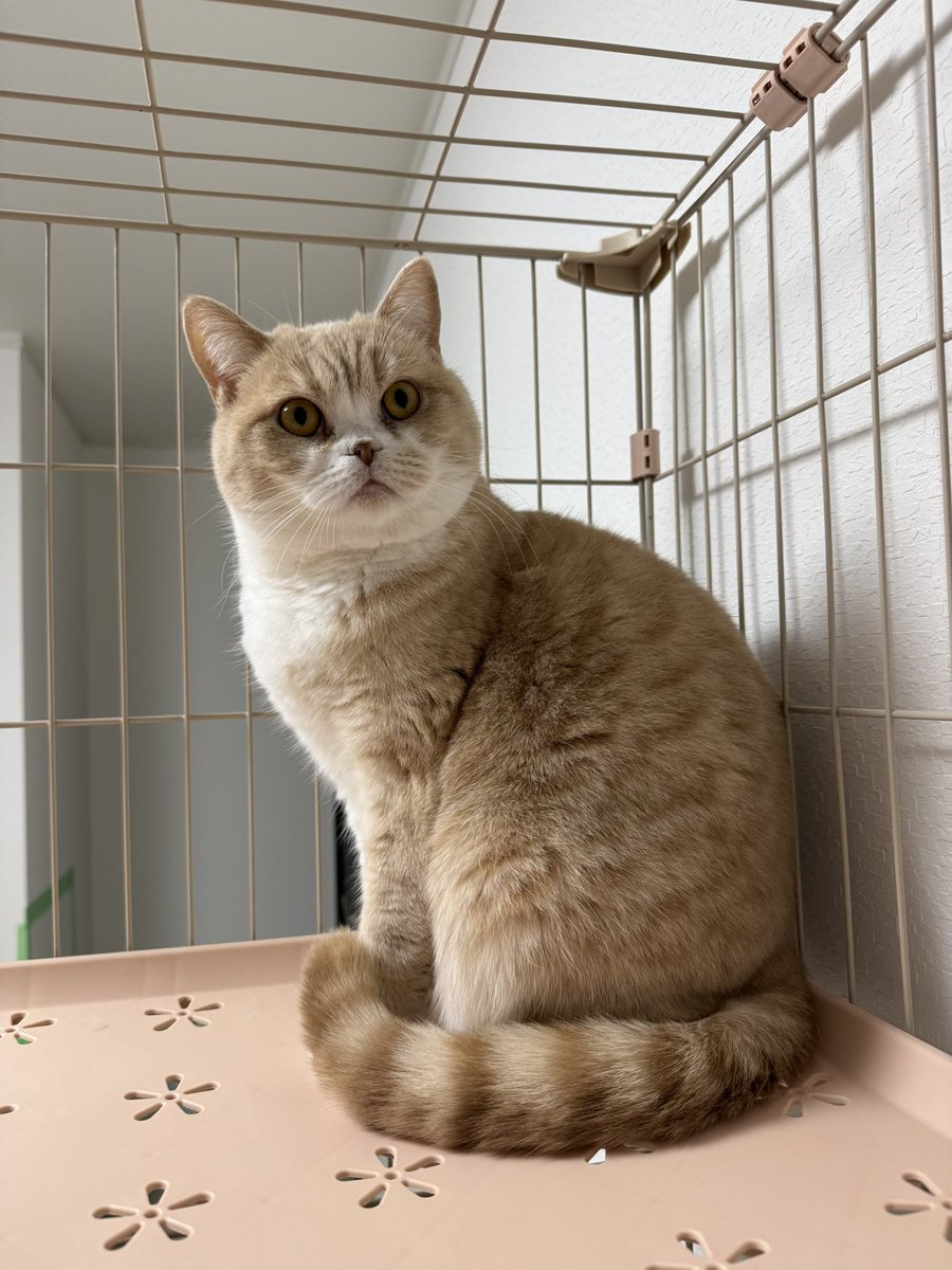 oki765LT's tweet image. 10年間無職だった時代
1、毎月海外旅行
2、家にいるときはNetflix
3、720S、35、GT3S、NSXで遊び

そして10年後
1、猫のふれあい施設開設
完全ボランティア
2、毎日仕事に行く8:30出社
3、たまに765LTで遊ぶ

信じられない変化だ