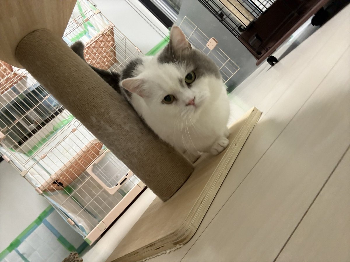 oki765LT's tweet image. 10年間無職だった時代
1、毎月海外旅行
2、家にいるときはNetflix
3、720S、35、GT3S、NSXで遊び

そして10年後
1、猫のふれあい施設開設
完全ボランティア
2、毎日仕事に行く8:30出社
3、たまに765LTで遊ぶ

信じられない変化だ