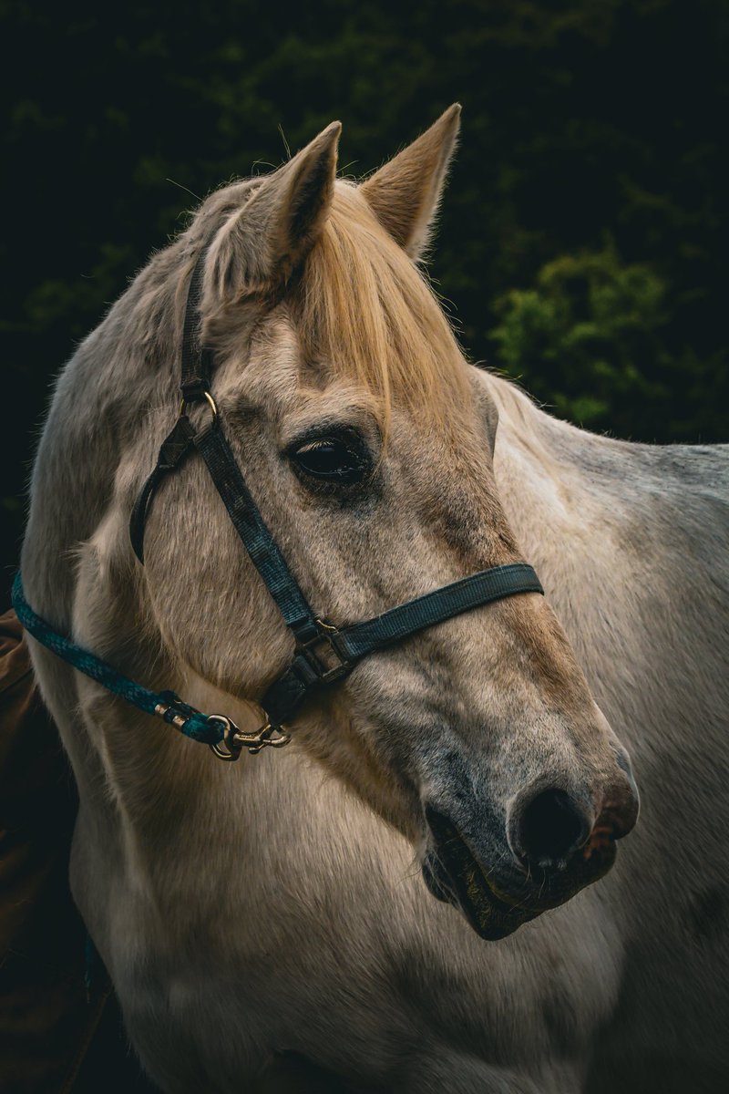 EyeOfTexasPhoto's tweet photo. Taken at #SpringCreekStables in San Antonio, Tx. 11/12/25
#SanAntonio #Texas #Photography #Horses #HorseRacing #Nature #Outdoors #Wildlife https://t.co/zDVXagVaxp