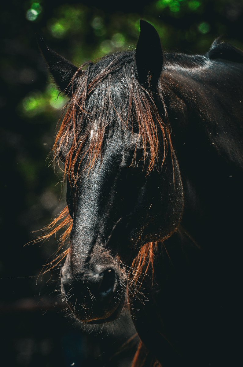 EyeOfTexasPhoto's tweet photo. Taken at #SpringCreekStables in San Antonio, Tx. 11/12/25
#SanAntonio #Texas #Photography #Horses #HorseRacing #Nature #Outdoors #Wildlife https://t.co/zDVXagVaxp