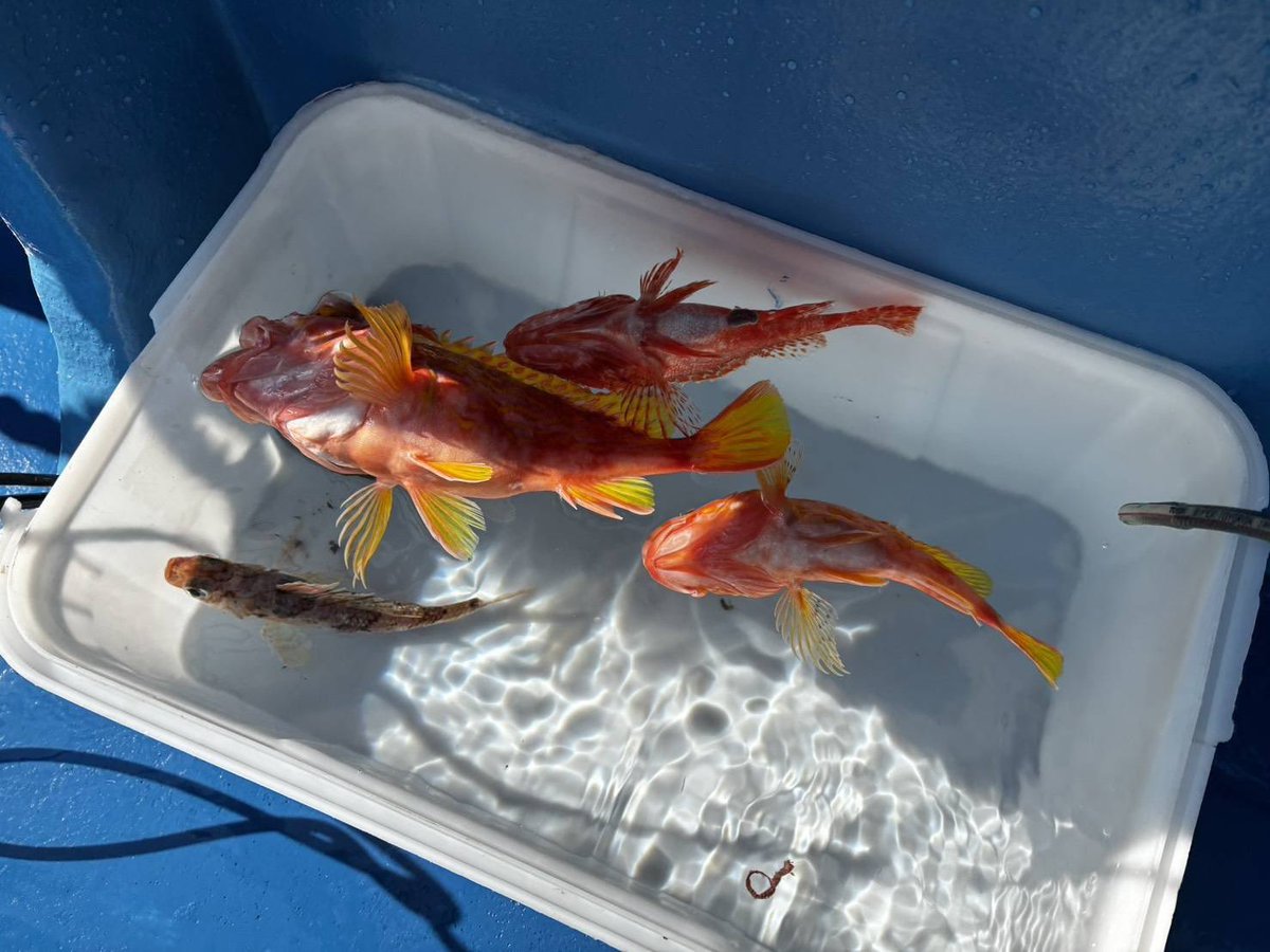 MobilisAquarium's tweet photo. 【え？】

ウチのリーダーがうきうきでLINEしてきたので、何だと思ったら、

「深海魚減圧症用加圧器」

を自作(え？？)したそうです🙄

実際に釣り上げて膨れ上がった深海魚のガスも抜け、今は元気に泳いでいるようです(え？？？)

広報もビックリのこの装置、上手く駆使していきたいですね🤔 https://t.co/1jZy08trJX