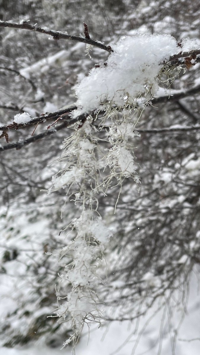 2/8((日)) 天気:雪、山頂気温:-12℃、風速:5m、積雪:120cm、山麓天気:-8℃、本日フレッシュスノー！全面滑走可能です！  良雪質ゲレンデで、休日を満喫してください☺︎