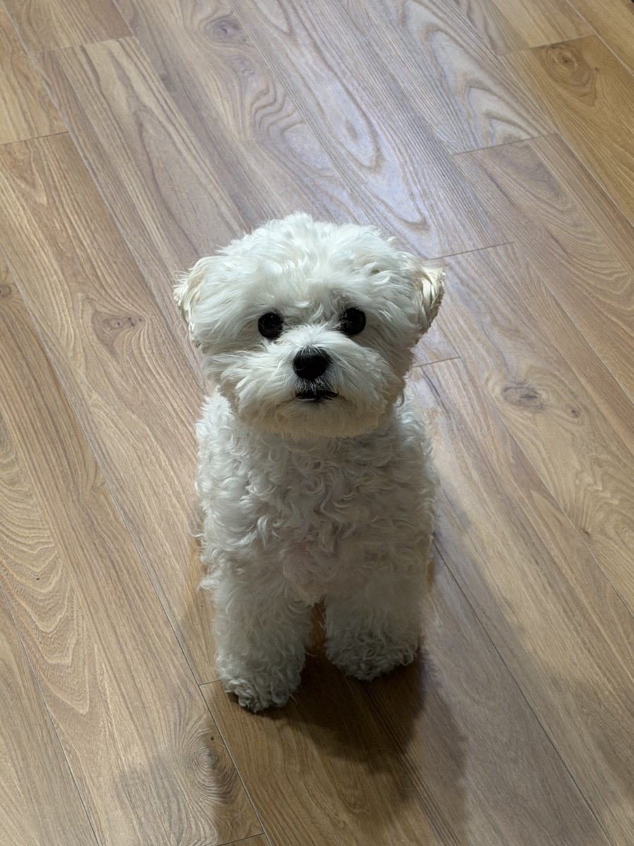 유과강아지🫳🏻🫳🏻🫳🏻🫳🏻🫳🏻