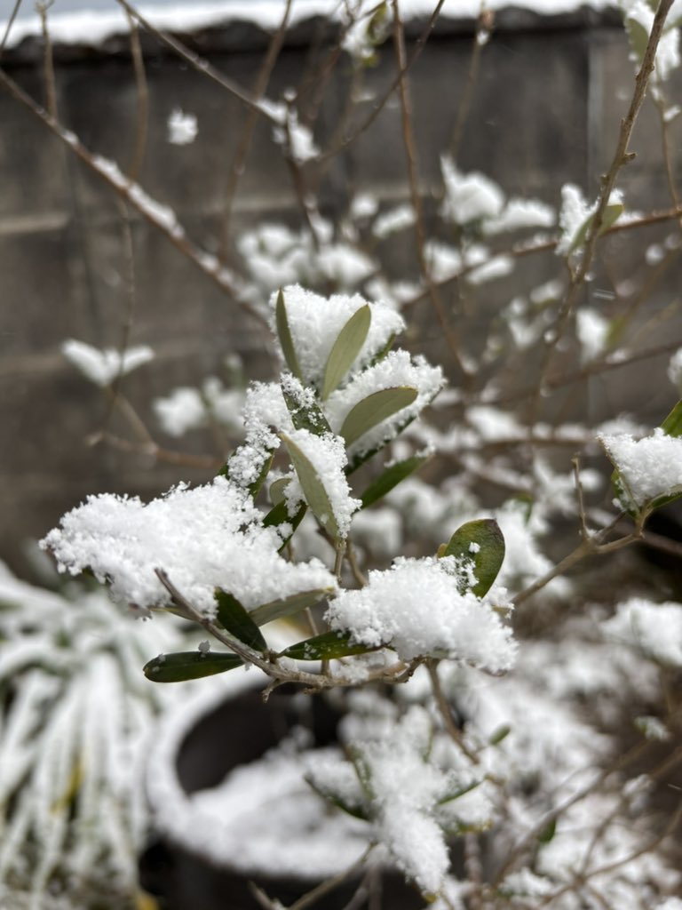 たぶんmitsu tweet media