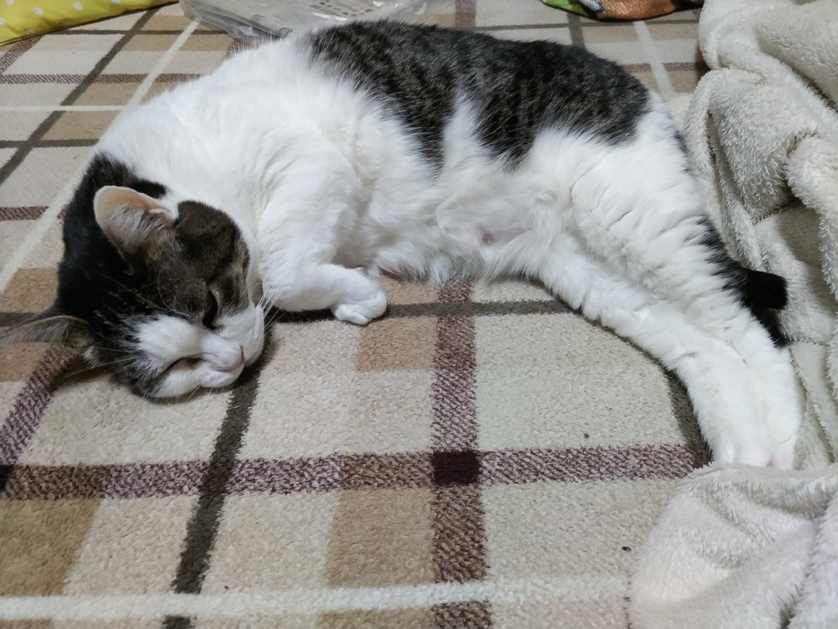 寒すぎてへんな形に😅 #にゃんにゃん #猫 #猫好きさんと繫がりたい𓏲𓎨