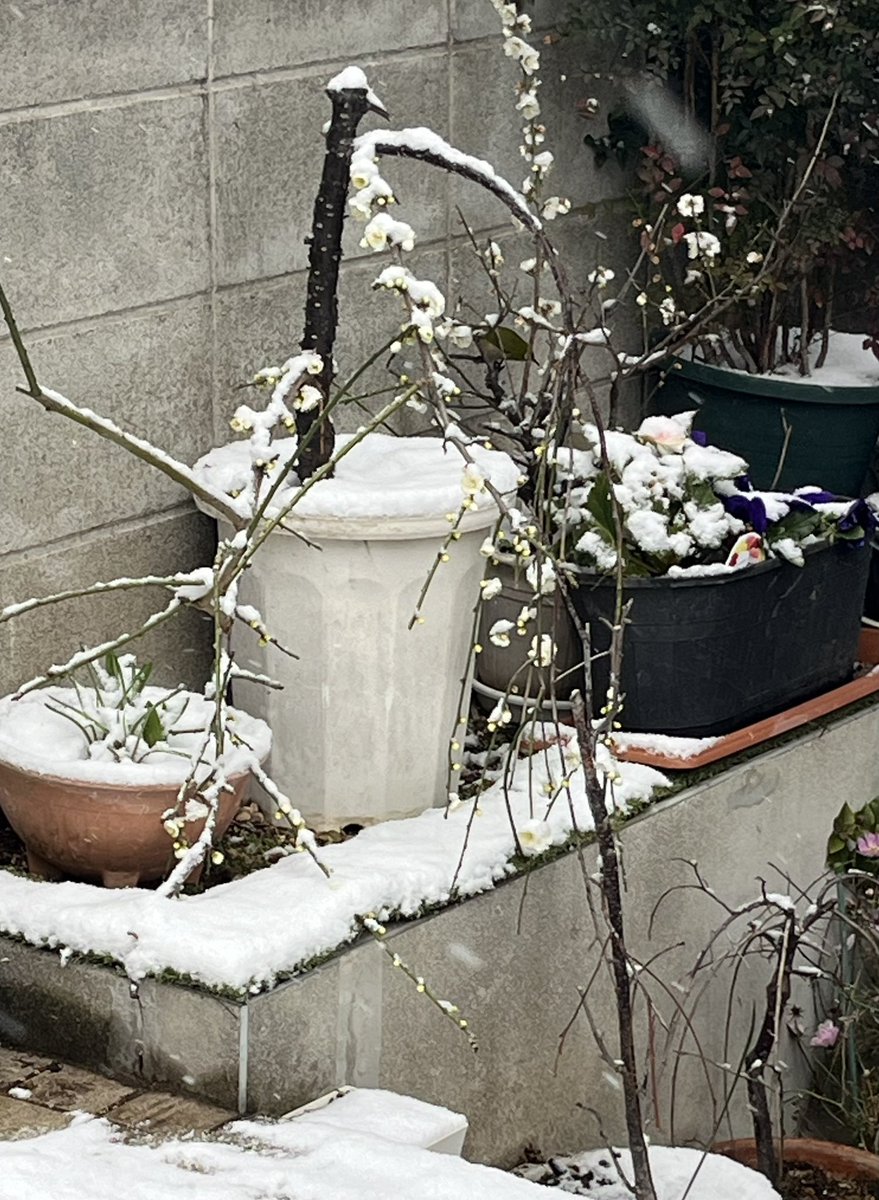 おはようございます😃雪ですねー
メジロが梅の花の蜜を吸ってました。今日も営業はしていますが、足元悪いので無理しないでね。キャンセルして大丈夫だからね。本日もよろしくお願いいたします🙇