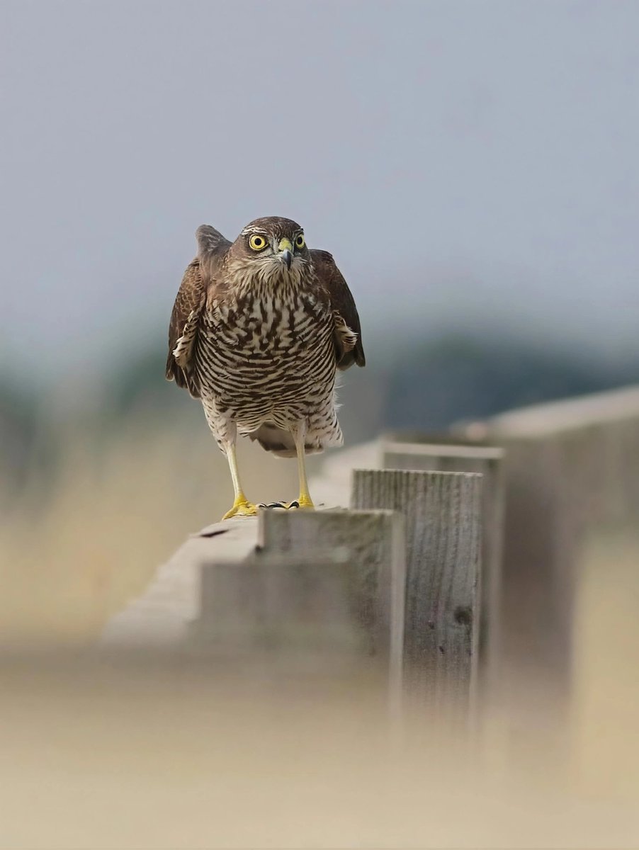 wildlife nick tweet media