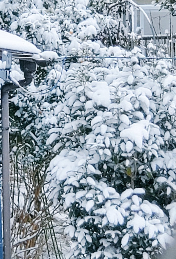 降りましたね～❄️