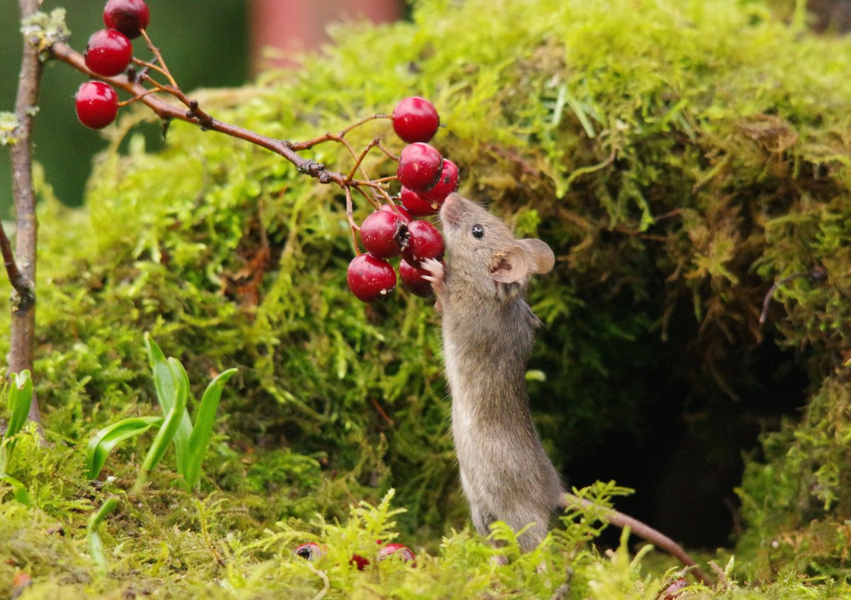 A bunch of berries before bed, To make your tiny paws turn red! Now crawl into your mossy bed, And rest your weary, sleepy head.