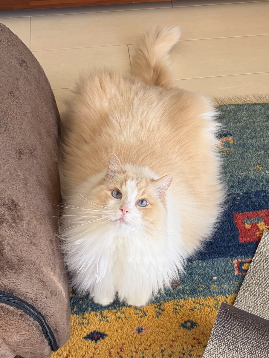 ♥るぅにゃページ♥ るいにゃ (@ruinya27) / Posts / X