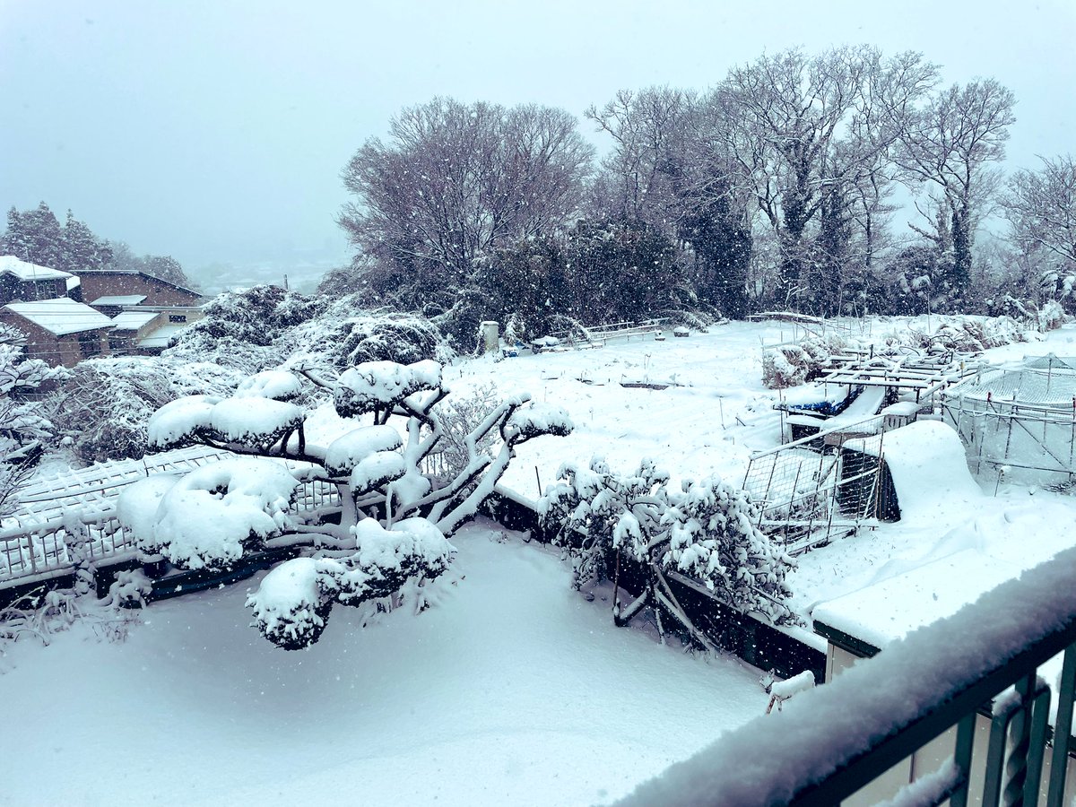 ニュース見てると都内は全然みたいですけど、実家はえらい積もってます
今日帰れないかもしれないね
小田急線でいうと、どこからこの感じ？
この雪はどこらへんまで降ってるの？
