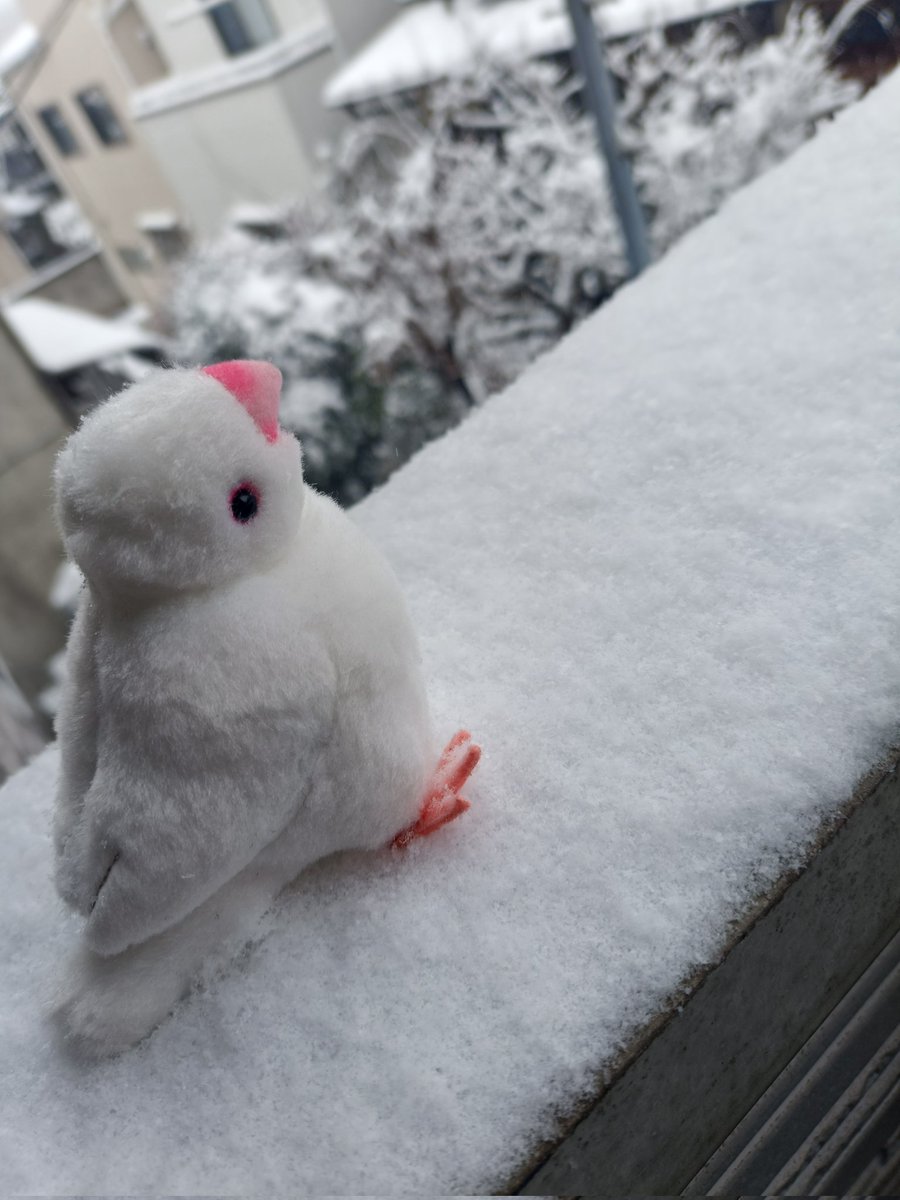 雪が柔らかいうちに選挙行ってきました