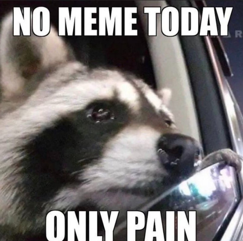 Why you should have a Raccoon (@shouldhaveracc) on Twitter photo 