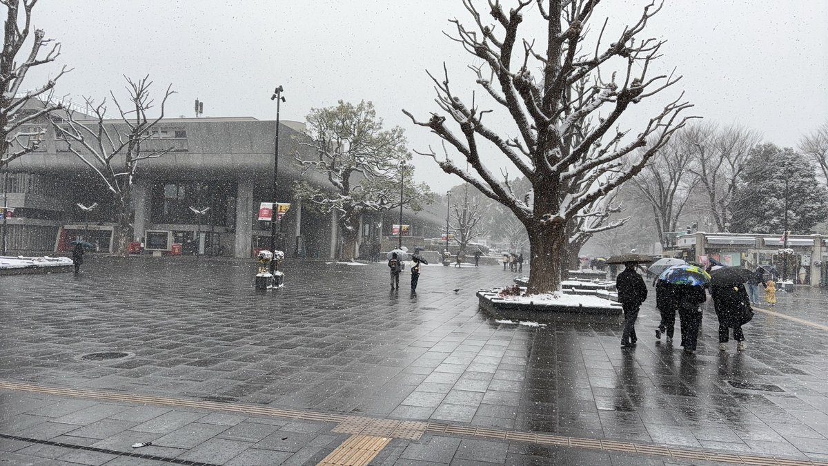 3255_leop's tweet photo. 上野来たんだけど雪やないか https://t.co/U0CoBljJ2J