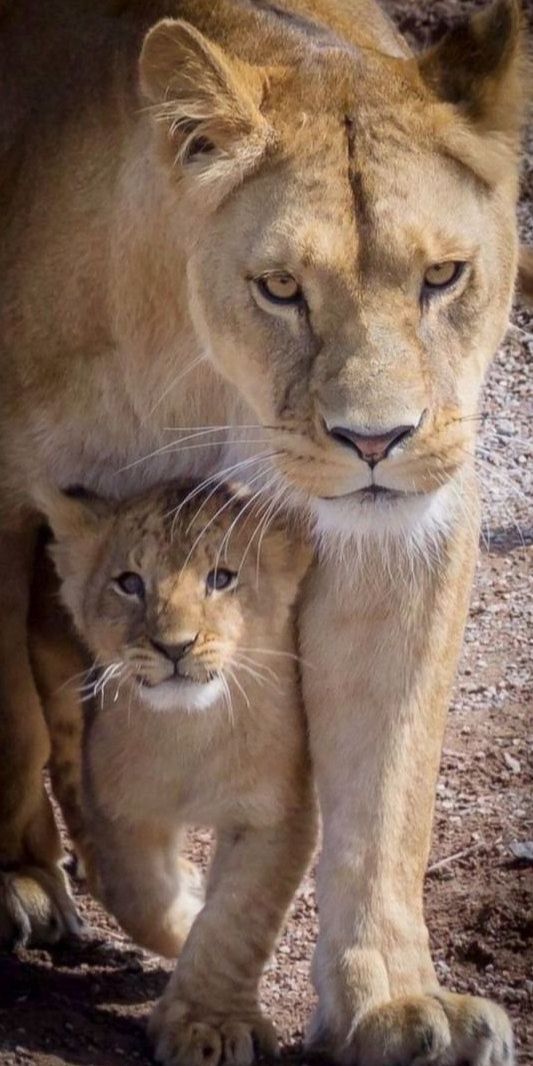 vivaneil (@vivaneil1234) on Twitter photo 