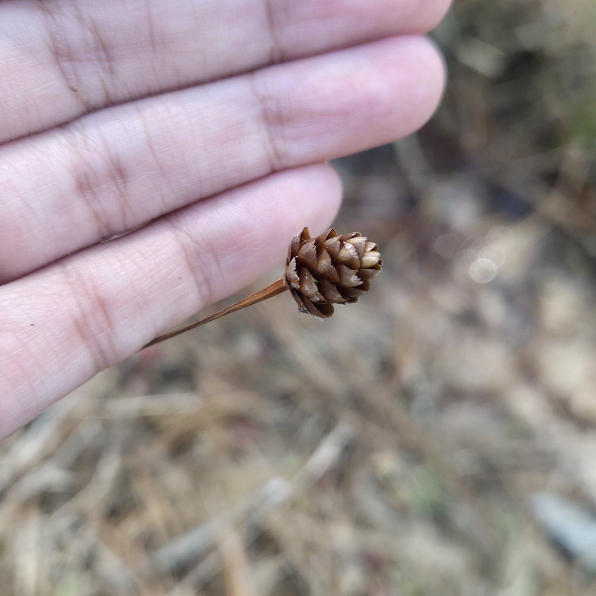 yasmini ⋆ ᶻ 𝗓 𐰁 tweet media