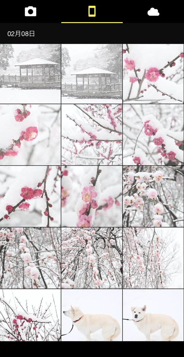 投票ついでに雪の中の梅の花を見に行きました。
カメラロールがもうすでに可愛い！