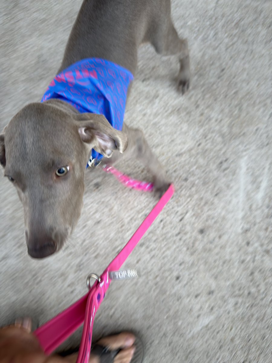 My babies after the groomers today