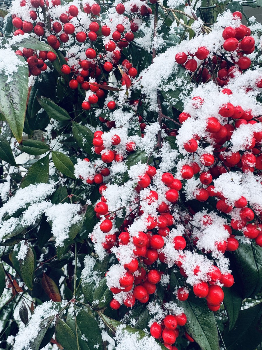 420choco's tweet image. 庭が川瀬巴水みたいになってた
出勤時吹雪さむい
前から不動産屋みたいなおっさん歩いてきたな〜と思ってたら同僚だった