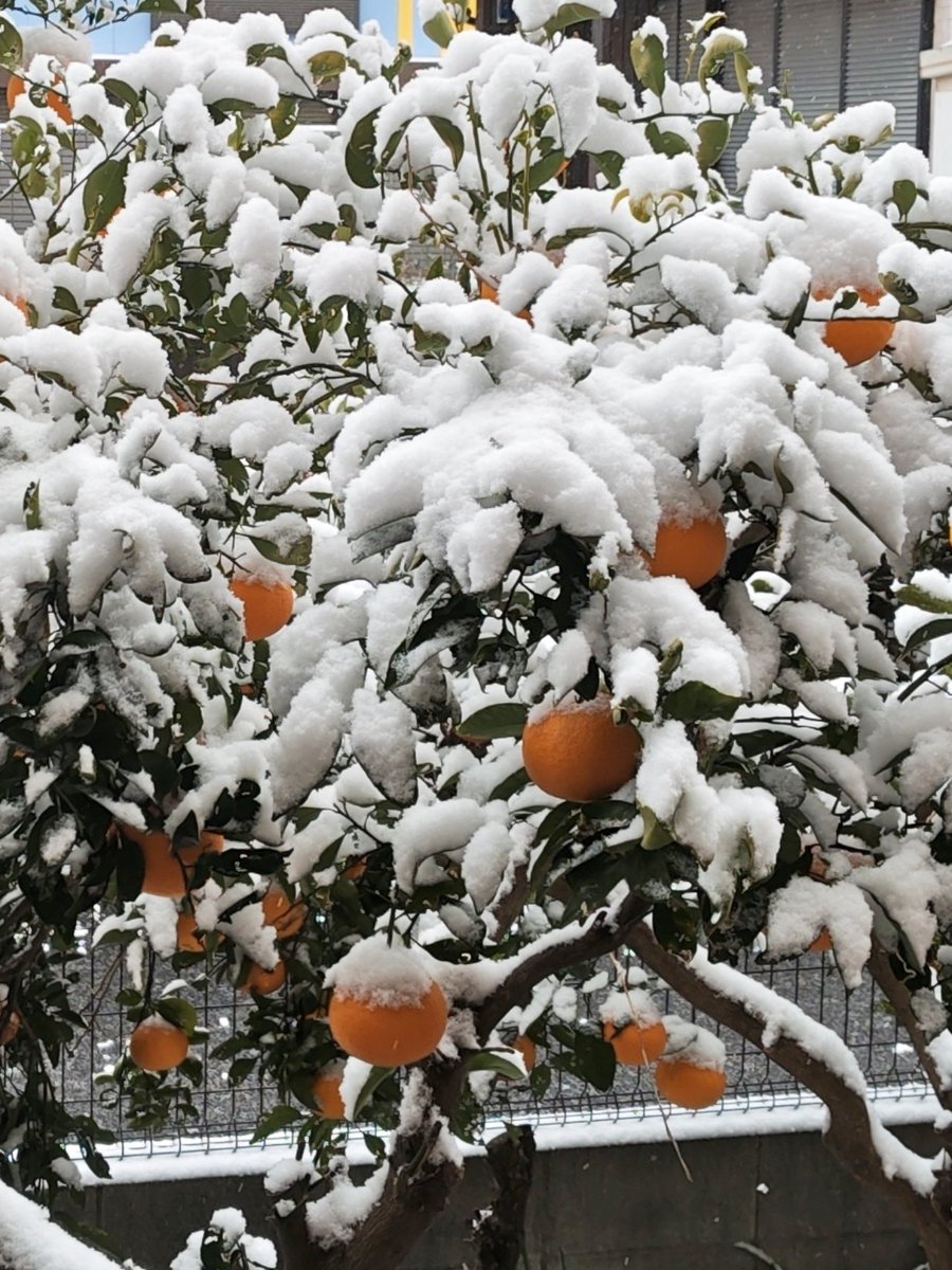 雪の華が咲いたような🍊が綺麗だな

久々の雪❄❄